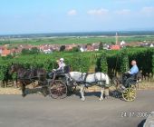 Vignoble