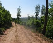 Chemin typique des vosges du nord